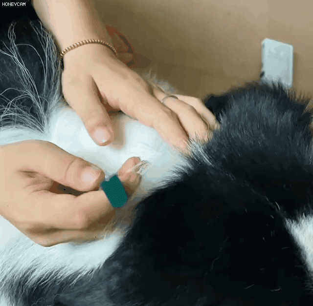 1.gif